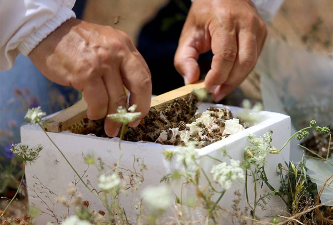 Bal üretimi artsın diye harekete geçildi! Dayanıklı arılar yetiştiriliyor: Üreticilere kovan kovan dağıtılıyor 3